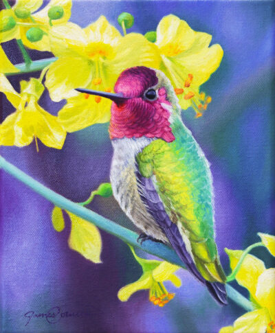 Annas Hummingbird - James Corwin