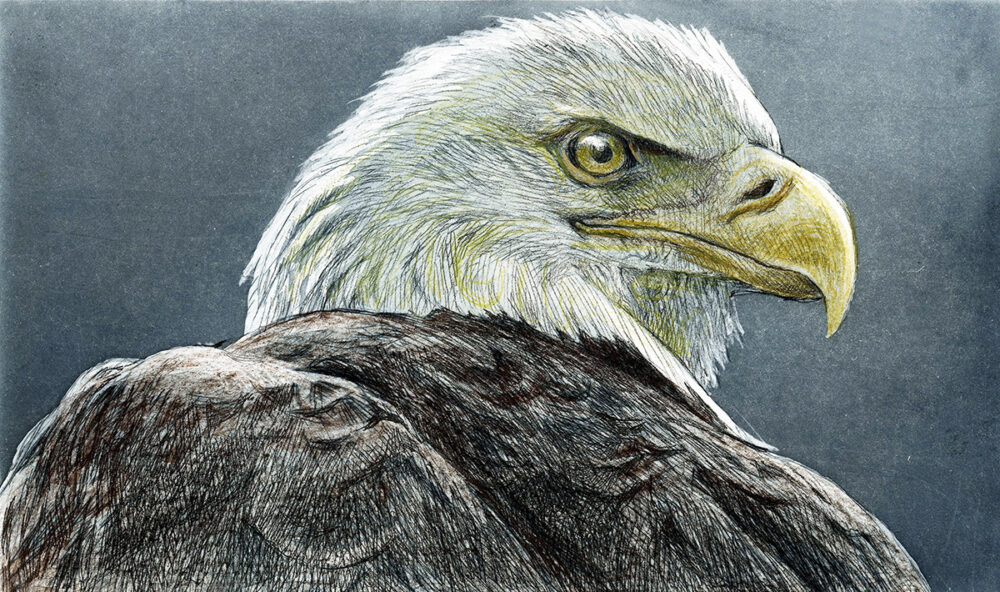 Bald Eagle Head - Robert Bateman