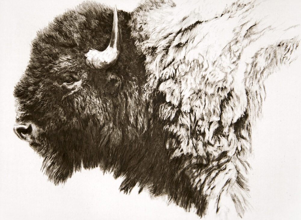 Bison Head - Robert Bateman