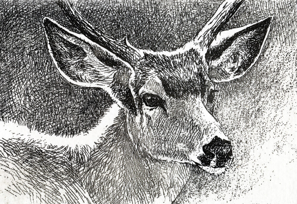 Black Tailed Deer - Robert Bateman