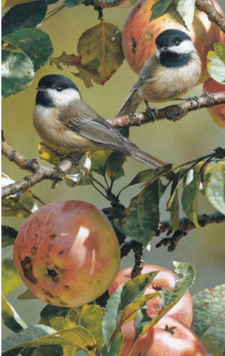 Chickadees and Apple Tree specialspage