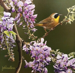 Common Yellowthroat - John Mullane