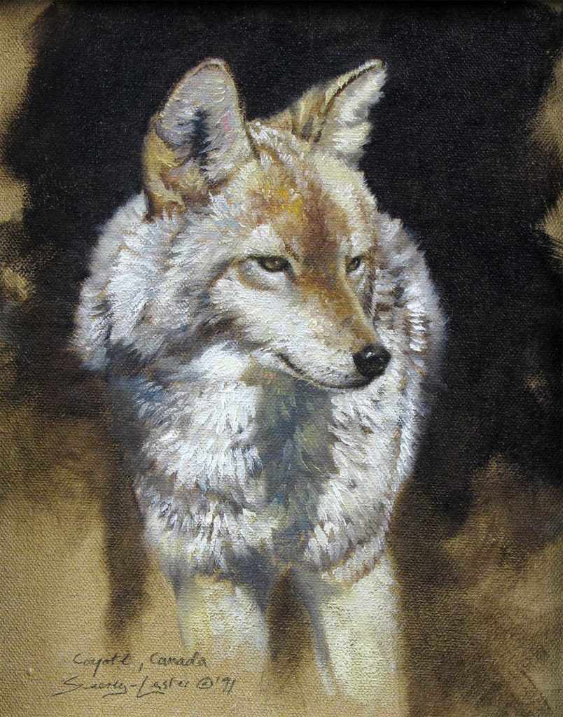 Coyote Study