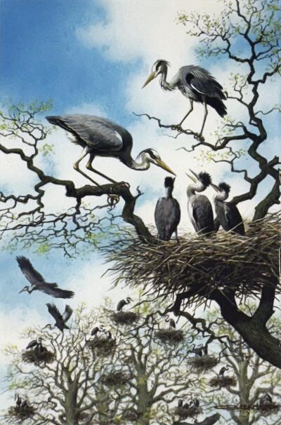 Heron Colony - Carl Brenders