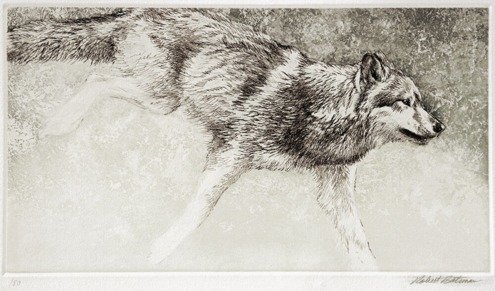 Loping Wolf - Robert Bateman