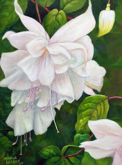 Maidens Blush Hardy Fuchsia - Marla Wilson