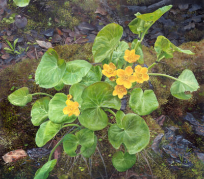 Marsh Marigold Flowers