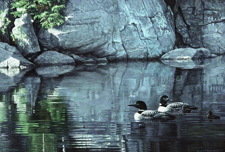 Northern Reflections - Loon Family - Picture This Framing & Gallery