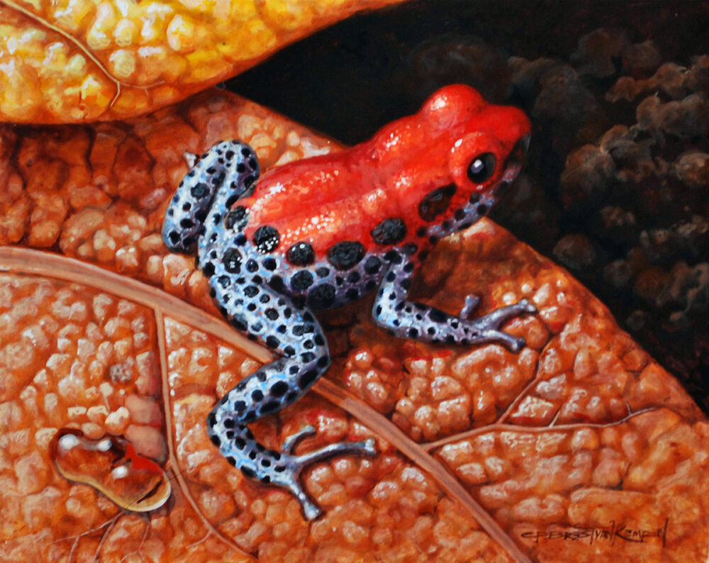 Red Backed Poison Frog - Carel Brest van Kempen