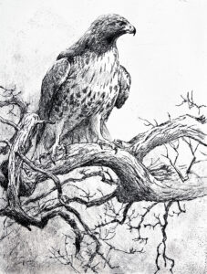 Red-Tailed Hawk - Robert Bateman