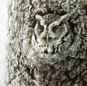 Screech Owl in Apple - Robert Bateman