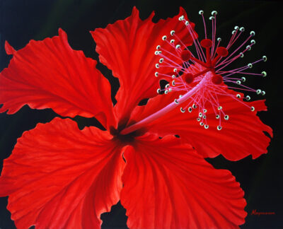 Starburst Hibiscus - Dennis Magnusson