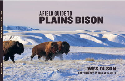 Wes-Olsen-Field-Guide-to-Plains-Bison