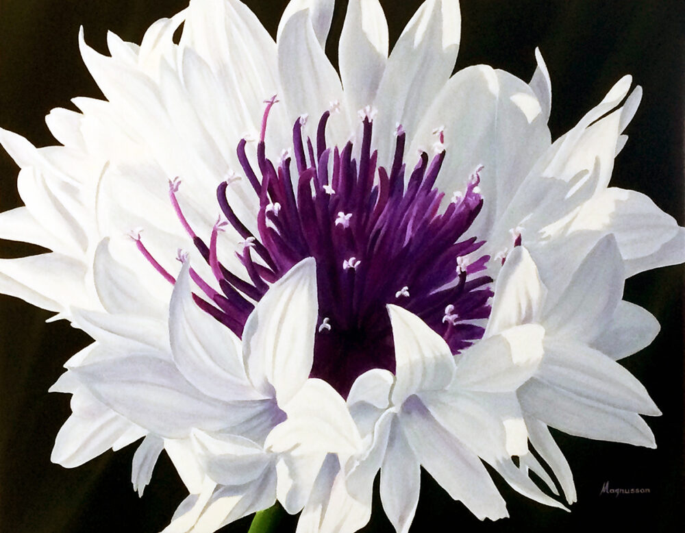 White Cornflower - Dennis Magnusson